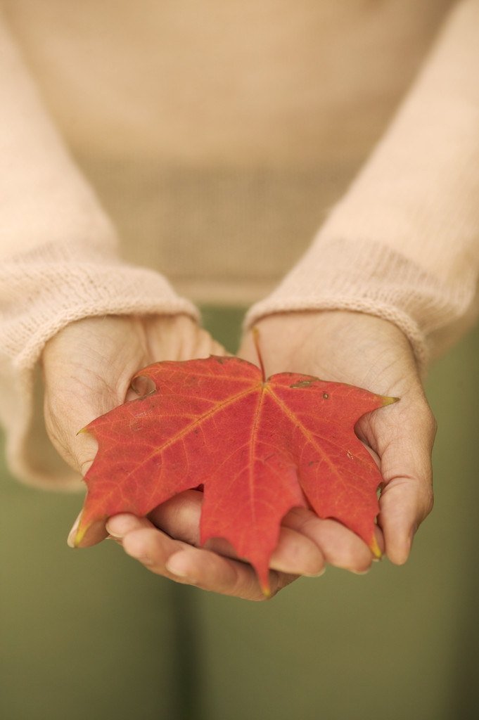 Cupped hands holding a red maple leaf